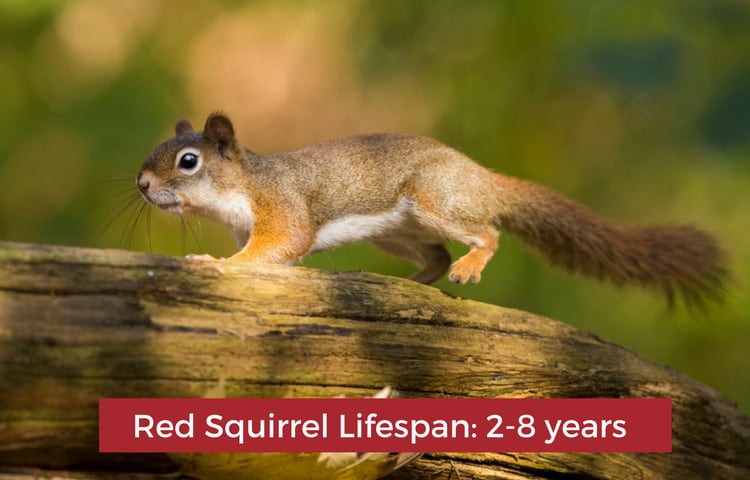 How Long Do Squirrels live?